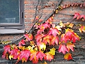 pix 310